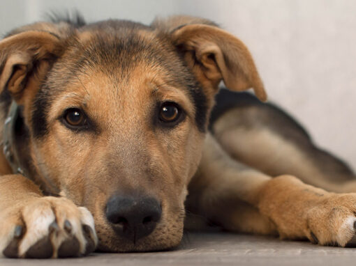 La filariosi nel cane